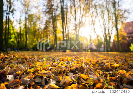 Autumn leaves covering ground in sunlit forest with vibrant colors 132442480