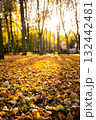 Autumn landscape with colorful fallen leaves and sun shining through trees 132442481