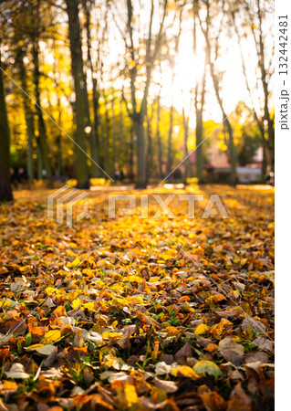 Autumn landscape with colorful fallen leaves and sun shining through trees 132442481