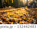 Autumn leaves covering ground in vibrant colors with sunlight through trees 132442483