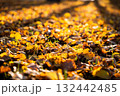 Colorful autumn leaves covering ground in warm sunlight with shadows 132442485