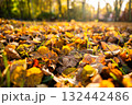 Colorful autumn leaves scattered on ground with sunlight filtering through trees 132442486