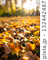 Autumn leaves covering ground in vibrant colors with soft sunlight 132442487