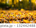 Colorful autumn leaves scattered on forest floor with blurred background 132442488