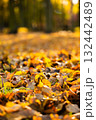 Colorful autumn leaves scattered on forest floor with sunlight filtering 132442489