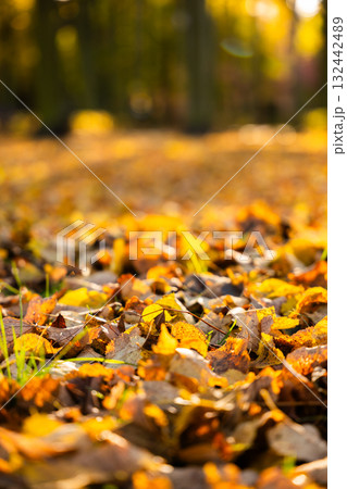 Colorful autumn leaves scattered on forest floor with sunlight filtering 132442489