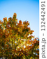 Vibrant autumn tree with golden leaves against clear blue sky 132442491