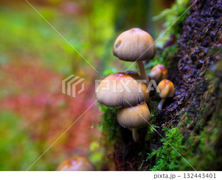 Psilocybe mushrooms in a beech tree trunk at Irati Pyrenees Psilocybe mushrooms in a beech tree trunk at Irati Pyrenees 132443401