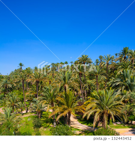 Elche Elx Alicante el Palmeral with many palm trees Elche Elx Alicante el Palmeral with many palm trees 132443452