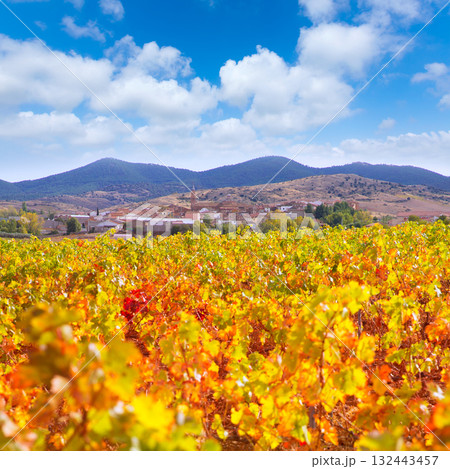 Aragon Paniza autumn golden red vineyard in Zaragoza 132443457
