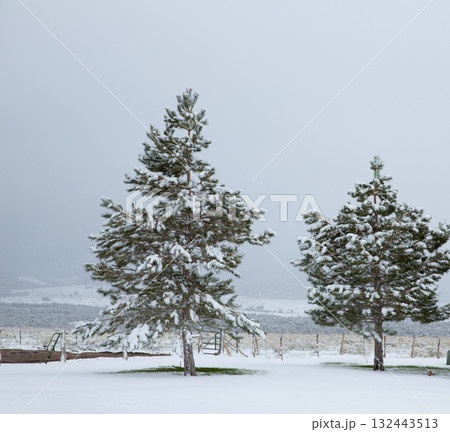 Nevada USA first snow at the park Nevada USA first snow at the park 132443513