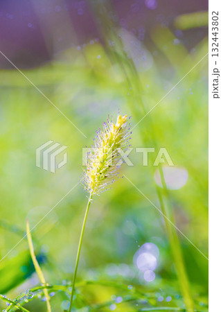 朝日を浴びるエノコログサ(猫じゃらし) 朝日を浴びるエノコログサ(猫じゃらし) 132443802