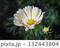 可憐に咲く白花コスモス 132443804