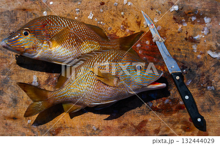 white grunt fish Haemulon plumieri 132444029