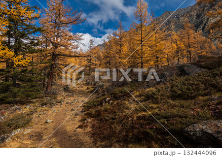 Autumn forest trail winds through golden trees on rocky mountain landscape under blue sky Autumn forest trail winds through golden trees on rocky mountain landscape under blue sky 132444096