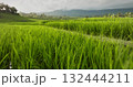 Indonesia, Bali: lush green rice terraces and tropical hillside with palm trees and distant mountains under a cloudy sky, creating a serene, vibrant agricultural landscape. Low angle close up flight Indonesia, Bali: lush green rice terraces and tropical hillside with palm trees and distant mountains under a cloudy sky, creating a serene, vibrant agricultural landscape. Low angle close up flight 132444211