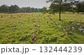 Large herd of deer peacefully grazing in sunset light, green meadow and lush trees, capturing the essence of serene wildlife in a natural habitat. Wild animals discovery. Aerial view drone Large herd of deer peacefully grazing in sunset light, green meadow and lush trees, capturing the essence of serene wildlife in a natural habitat. Wild animals discovery. Aerial view drone 132444239