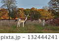 Many fallow deer grazing in field park forest, surrounded by warm autumn foliage, create a serene and picturesque wildlife natural scene. Wild animals nature landscape Many fallow deer grazing in field park forest, surrounded by warm autumn foliage, create a serene and picturesque wildlife natural scene. Wild animals nature landscape 132444241
