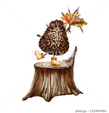 Hedgehog in orange rubber boots stands on one leg,its back turned with bouquet of autumn leaves oak,maple,wheat on tree stump in a forest.Illustration in watercolor and colored pencils Hedgehog in orange rubber boots stands on one leg,its back turned with bouquet of autumn leaves oak,maple,wheat on tree stump in a forest.Illustration in watercolor and colored pencils 132444484