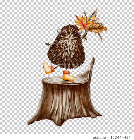 Hedgehog in orange rubber boots stands on one leg,its back turned with bouquet of autumn leaves oak,maple,wheat on tree stump in a forest.Illustration in watercolor and colored pencils Hedgehog in orange rubber boots stands on one leg,its back turned with bouquet of autumn leaves oak,maple,wheat on tree stump in a forest.Illustration in watercolor and colored pencils 132444484