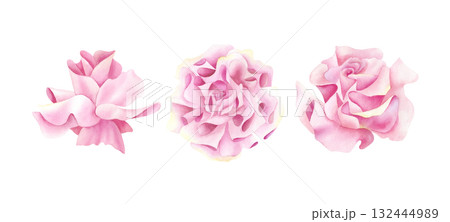 Rose buds watercolor set. Pink floral clip art. Open bud of flower. Delicate illustration isolated from background. For wedding invitation design, greeting card Women's and Valentine's Day, Stationery 132444989