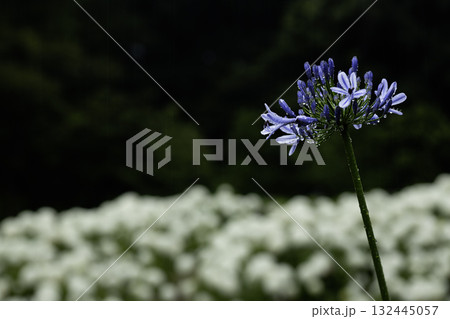 六月の花と雨の風景-5 132445057