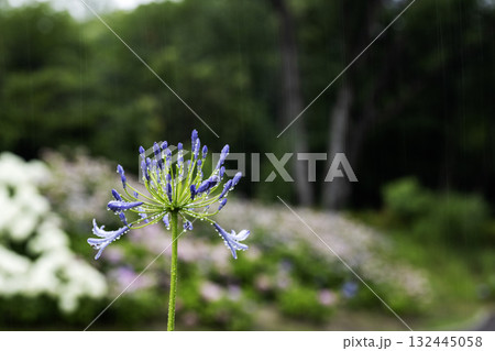 六月の花と雨の風景-6 六月の花と雨の風景-6 132445058