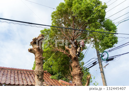 電線までの高さまで伸びたクスノキの強剪定作業 132445407