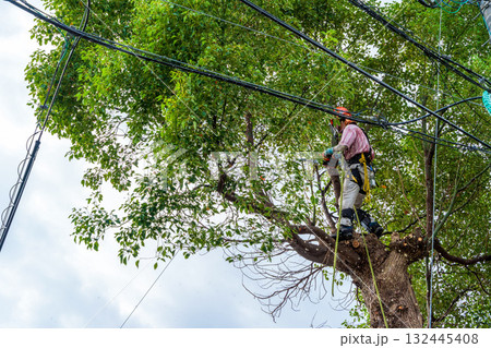 電線までの高さまで伸びたクスノキの強剪定作業 132445408