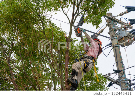 電線までの高さまで伸びたクスノキの強剪定作業 132445411