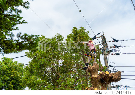 電線までの高さまで伸びたクスノキの強剪定作業 132445415