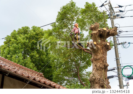 電線までの高さまで伸びたクスノキの強剪定作業 132445418