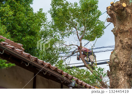 電線までの高さまで伸びたクスノキの強剪定作業 132445419