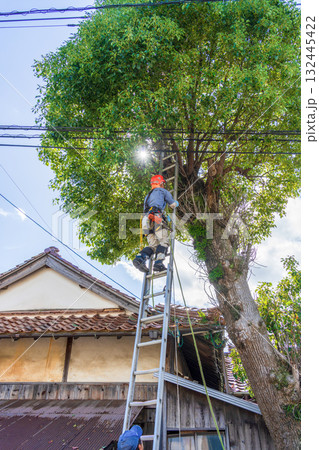 電線までの高さまで伸びたクスノキの強剪定作業 132445422