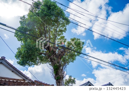 電線までの高さまで伸びたクスノキの強剪定作業 132445423