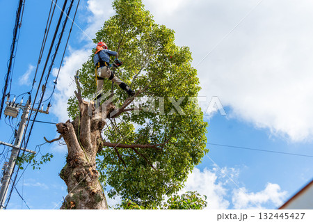 電線までの高さまで伸びたクスノキの強剪定作業 132445427