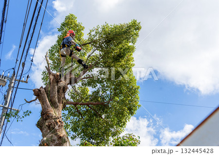 電線までの高さまで伸びたクスノキの強剪定作業 電線までの高さまで伸びたクスノキの強剪定作業 132445428
