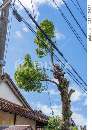 電線までの高さまで伸びたクスノキの強剪定作業 132445429