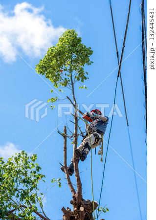 電線までの高さまで伸びたクスノキの強剪定作業 電線までの高さまで伸びたクスノキの強剪定作業 132445431