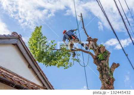 電線までの高さまで伸びたクスノキの強剪定作業 132445432