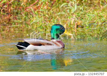 秋、渡って来たばかりのマガモの雄 秋、渡って来たばかりのマガモの雄 132445707