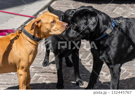 Two black labradors and a brown pitbull face each other on bright pavement with tense focus 132445767