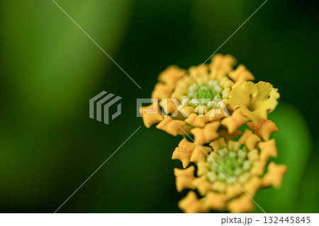 ランタナ 132445845