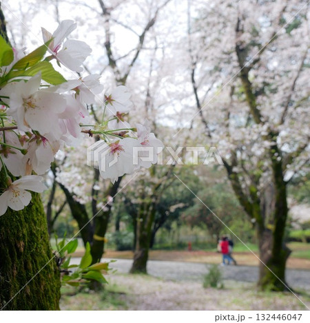 春の熊本大学黒髪キャンパス　美しい桜の花　 132446047