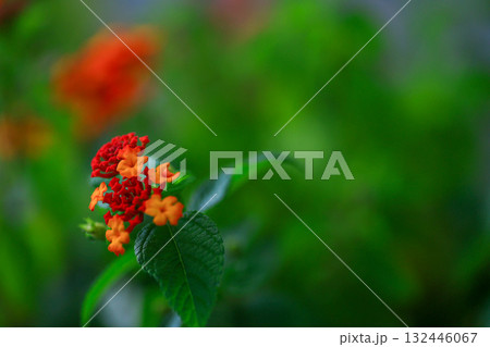 ランタナ 132446067