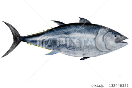 Whole tuna watercolor. Hand-drawn ocean fish on a white background. Food clip art. Perfect for restaurant menu recipe books and Japanese cuisine. 132446321