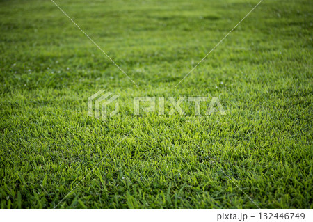 6月の公園、芝生風景 132446749