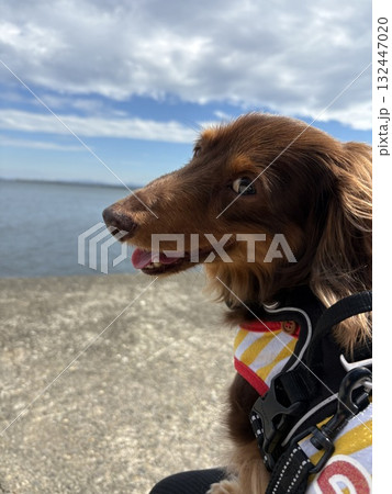 海を楽しむ 132447020