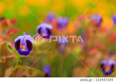 トレニア 132447104