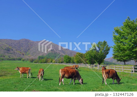 放牧されている牛 放牧されている牛 132447126